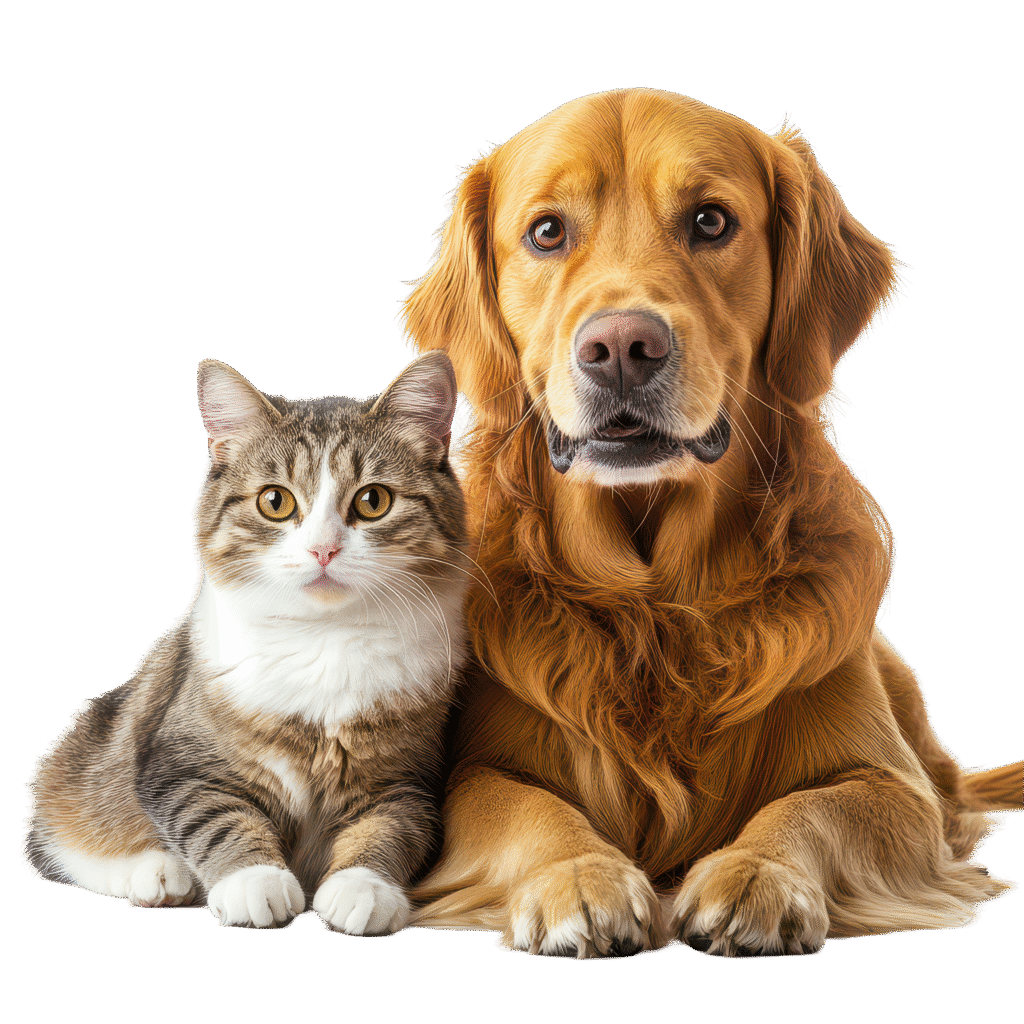 cat and dog